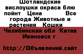 Шотландские вислоушки окраса блю пойнт › Цена ­ 4 000 - Все города Животные и растения » Кошки   . Челябинская обл.,Катав-Ивановск г.